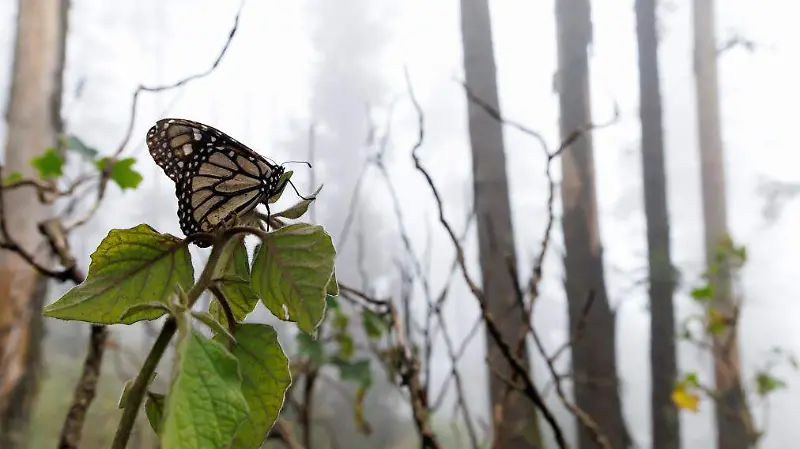 Mariposa Monarca Sierra Chincua